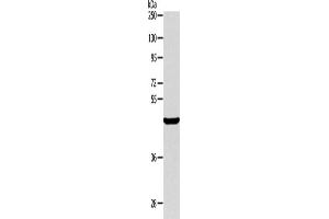 Western Blotting (WB) image for anti-AlkB, Alkylation Repair Homolog 1 (ALKBH1) antibody (ABIN2422379) (ALKBH1 抗体)