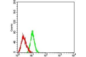 Flow cytometric analysis of HL-60 cells using CD170 mouse mAb (green) and negative control (red). (SIGLEC5 抗体  (AA 17-230))