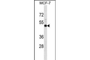 NMBR Antibody (N-term) (ABIN1538805 and ABIN2848503) western blot analysis in MCF-7 cell line lysates (35 μg/lane). (NMBR 抗体  (N-Term))