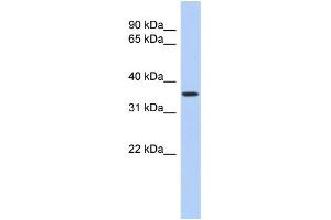 WB Suggested Anti-POLR3F Antibody Titration:  0. (POLR3F 抗体  (N-Term))