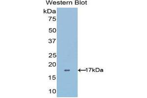 Western Blotting (WB) image for anti-ADAM Metallopeptidase with Thrombospondin Type 1 Motif, 4 (ADAMTS4) (AA 437-575) antibody (ABIN1077726) (ADAMTS4 抗体  (AA 437-575))