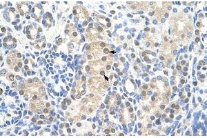 Immunohistochemical staining (Formalin-fixed paraffin-embedded sections) of human kidney with MCM7 polyclonal antibody . (MCM7 抗体  (AA 301-350))
