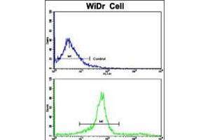 Flow cytometric analysis of widr cells using KLC1 Antibody (bottom histogram) compared to a negative control cell (top histogram). (KLC1 抗体  (AA 389-415))