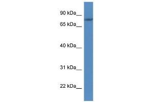 Western Blot showing FLYWCH1 antibody used at a concentration of 1. (FLYWCH1 抗体  (C-Term))
