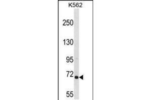 Western blot analysis in K562 cell line lysates (35ug/lane). (ARHGEF6 抗体  (C-Term))