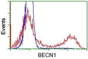 HEK293T cells transfected with either RC201629 overexpress plasmid (Red) or empty vector control plasmid (Blue) were immunostained by anti-BECN1 antibody (ABIN2454372), and then analyzed by flow cytometry. (Beclin 1 抗体)