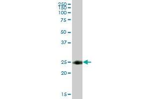 TSPAN8 MaxPab polyclonal antibody. (Tspan-8 抗体  (AA 1-237))