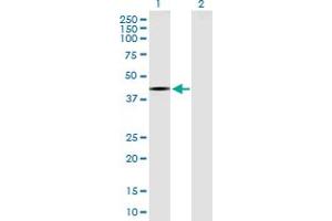 Western Blot analysis of RPTOR expression in transfected 293T cell line by RPTOR MaxPab polyclonal antibody. (Raptor 抗体  (AA 1-379))