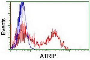 HEK293T cells transfected with either RC223562 overexpress plasmid (Red) or empty vector control plasmid (Blue) were immunostained by anti-ATRIP antibody (ABIN2455758), and then analyzed by flow cytometry. (ATRIP 抗体  (AA 42-309))