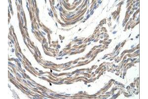 Image no. 1 for anti-serine/threonine Kinase 11 (STK11) (AA 71-120) antibody (ABIN203483) (LKB1 抗体  (AA 71-120))