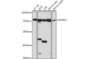 Western blot analysis of extracts of various cell lines, using BCMO1 antibody (ABIN7265877) at 1:1000 dilution. (BCMO1 抗体  (AA 268-547))