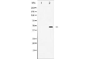 WNT1 抗体  (C-Term)