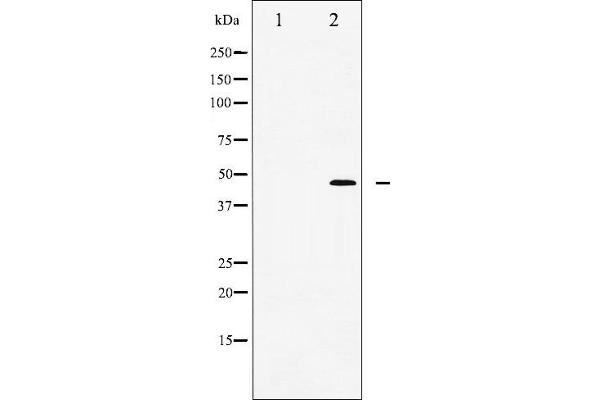 WNT1 抗体  (C-Term)