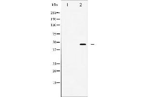 Western blot analysis of wnt1 expression in NIH3T3 cell lysate. (WNT1 抗体  (C-Term))