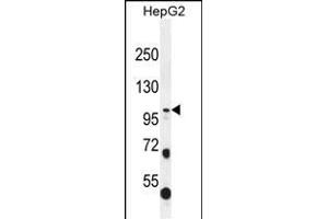 COL21A1 Antibody (N-term) (ABIN656084 and ABIN2845430) western blot analysis in HepG2 cell line lysates (35 μg/lane). (COL21A1 抗体  (N-Term))