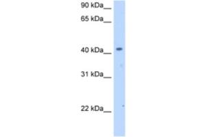 Western Blotting (WB) image for anti-Solute Carrier Family 25 (Mitochondrial Carrier, Phosphate Carrier), Member 24 (SLC25A24) antibody (ABIN2462753) (SLC25A24 抗体)