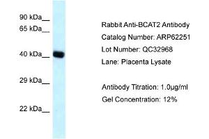 Western Blotting (WB) image for anti-Branched Chain Amino-Acid Transaminase 2, Mitochondrial (BCAT2) (N-Term) antibody (ABIN2789081) (BCAT2 抗体  (N-Term))