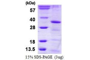 HAUS Augmin-Like Complex, Subunit 1 (HAUS1) (AA 1-278) protein (His tag)