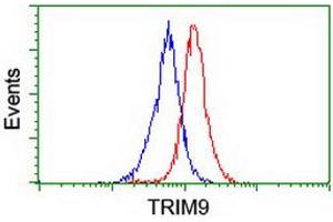 Image no. 2 for anti-Tripartite Motif Containing 9 (TRIM9) (AA 284-669) antibody (ABIN1491329) (TRIM9 抗体  (AA 284-669))