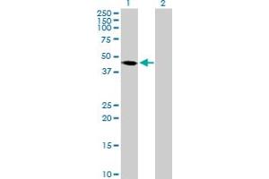 Western Blot analysis of PAK1IP1 expression in transfected 293T cell line by PAK1IP1 MaxPab polyclonal antibody. (PAK1IP1 抗体  (AA 1-392))