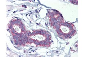 POLDIP3 antibody was used for immunohistochemistry at a concentration of 4-8 ug/ml. (POLDIP3 抗体)