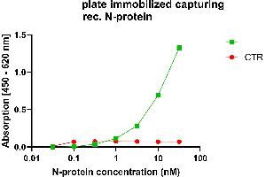 Anti-nucleocapsid protein antibody, (ABIN7581774), was coated into MTP wells for antigen capture. (Recombinant SARS-CoV-2 Nucleocapsid 抗体  (Whole Molecule))
