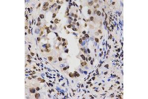 Immunohistochemistry (IHC) image for anti-Histone 3 (H3) (H3R17me) antibody (ABIN3023283)