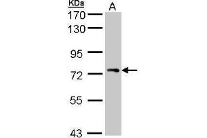 WB Image Sample (30 ug of whole cell lysate) A: H1299 7. (STAM 抗体  (Center))