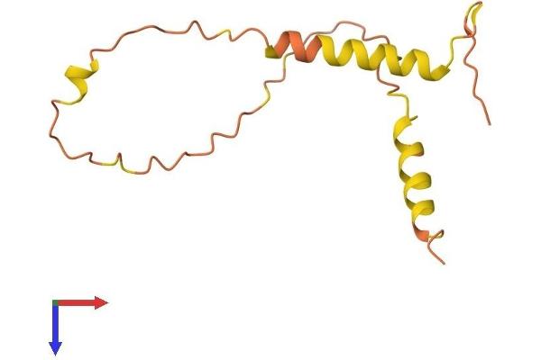 BLID Protein (AA 1-108) (His tag)