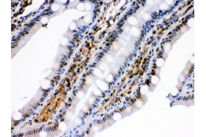 Anti- HSPA2 Picoband antibody,IHC(P) IHC(P): Rat Intestine Tissue (HSPA2 抗体  (C-Term))