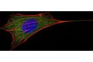 Immunofluorescence analysis of NIH/3T3 cells using BCL-2 mouse mAb (green). (Bcl-2 抗体)