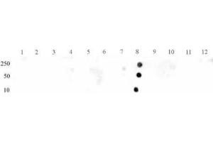 Dot Blot (DB) image for anti-Signal Transducer and Activator of Transcription 3 (Acute-Phase Response Factor) (STAT3) (pTyr705) antibody (ABIN2668937)