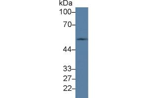 Western Blot; Sample: Mouse Testis lysate; Primary Ab: 2µg/ml Rabbit Anti-Human PVRL3 Antibody Second Ab: 0. (nectin-3 抗体  (AA 171-377))