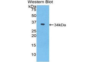 Western Blotting (WB) image for anti-Nucleoredoxin (NXN) (AA 167-435) antibody (ABIN1860091) (NXN 抗体  (AA 167-435))