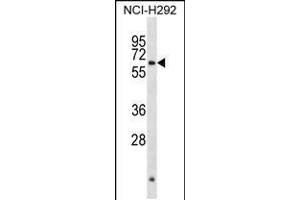 Western blot analysis in NCI-H292 cell line lysates (35ug/lane). (Arx 抗体  (N-Term))
