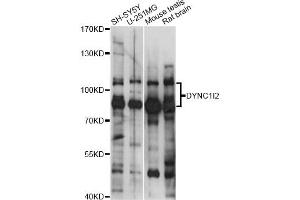 Western blot analysis of extracts of various cell lines, using DYNC1I2 antibody (ABIN6293165) at 1:1000 dilution. (DYNC1I2 抗体)