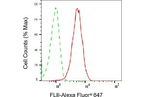 anti-Flightless I Homolog (FLII) antibody