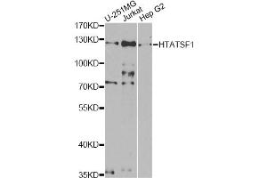 Western blot analysis of extracts of various cell lines, using HTATSF1 antibody (ABIN5973562) at 1/1000 dilution. (HTATSF1 抗体)