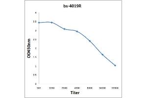 Antigen: 0. (TBXAS1 抗体  (AA 451-533))