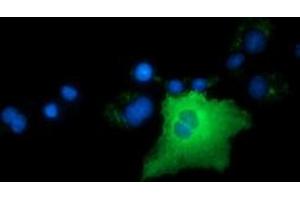 Anti-ARHGAP25 mouse monoclonal antibody (ABIN2452769) immunofluorescent staining of COS7 cells transiently transfected by pCMV6-ENTRY ARHGAP25 (RC217414). (ARHGAP25 抗体)