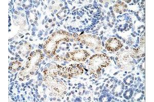 Image no. 1 for anti-Protein Phosphatase 1, Regulatory Subunit 8 (PPP1R8) (AA 71-120) antibody (ABIN203009) (PPP1R8 抗体  (AA 71-120))