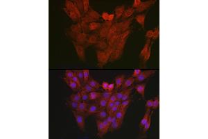 Immunofluorescence (IF) image for anti-Aryl Hydrocarbon Receptor (AHR) (AA 619-848) antibody (ABIN5663909)
