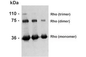 Western Blot analysis of Bovine photoreceptor membranes showing detection of Rhodopsin protein using Mouse Anti-Rhodopsin Monoclonal Antibody, Clone 4D2 (ABIN2482253).