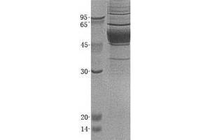 Validation with Western Blot