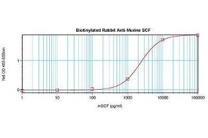 Image no. 1 for anti-KIT Ligand (KITLG) antibody (Biotin) (ABIN465801) (KIT Ligand 抗体  (Biotin))
