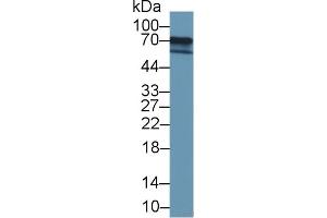 Detection of FOXC1 in 293T cell lysate using Polyclonal Antibody to Forkhead Box Protein C1 (FOXC1) (FOXC1 抗体  (AA 62-186))