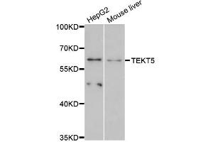 Western blot analysis of extracts of various cell lines, using TEKT5 antibody (ABIN6293980) at 1:3000 dilution. (TEKT5 抗体)