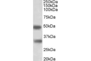 ABIN5539528 (1µg/ml) staining of Human Spleen lysate (35µg protein in RIPA buffer). (GEM 抗体  (AA 34-46))