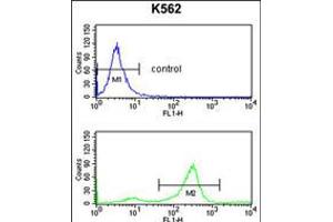 Flow cytometry analysis of K562 cells (bottom histogram) compared to a negative control cell (top histogram). (Tetraspanin 2 抗体  (AA 109-137))