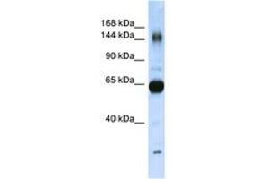 Image no. 1 for anti-Collagen, Type XI, alpha 2 (COL11A2) (AA 323-372) antibody (ABIN6741878)